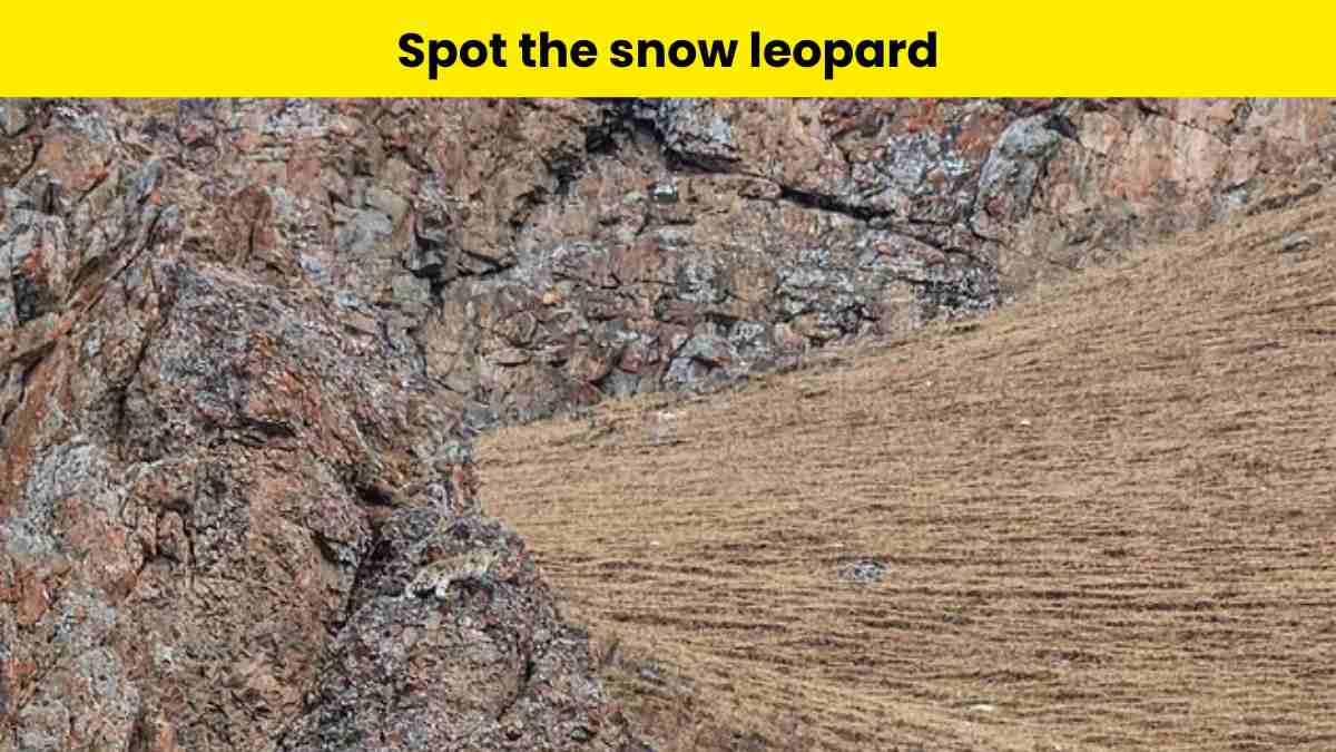 Spot the snow leopard in 8 seconds