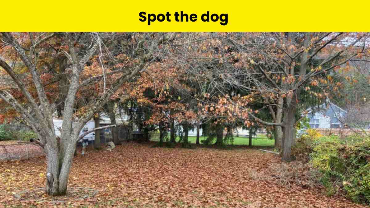 Spot the dog in 7 seconds