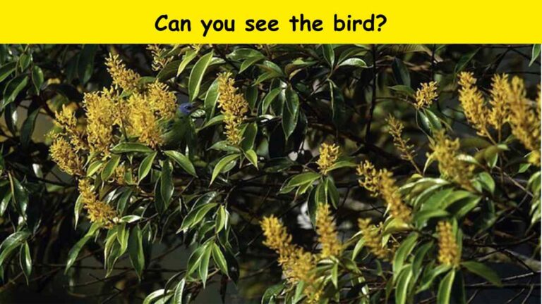 Can you spot the bird?