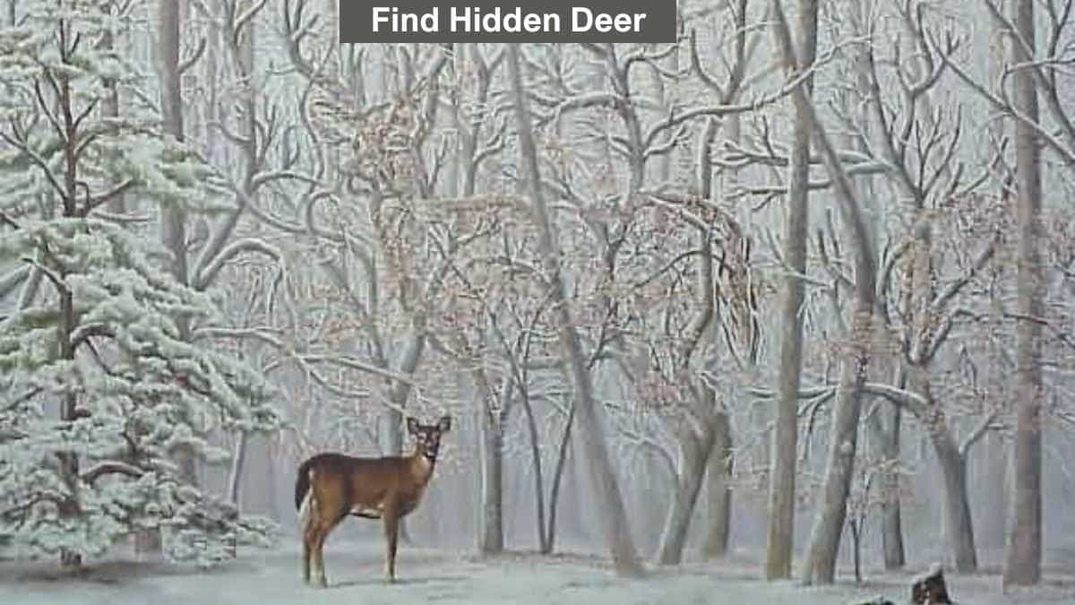 Optical Illusion Visual Challenge: Can you find the second deer in the forest in 5 seconds