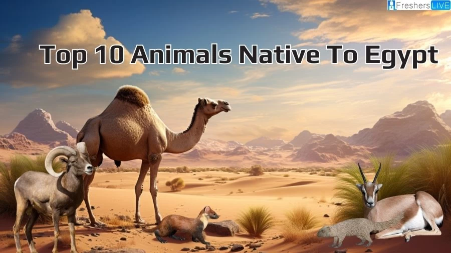 Top 10 Animals Native to Egypt That will Awe You