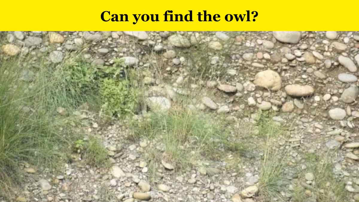 Optical Illusion: Find the owl in 5 seconds