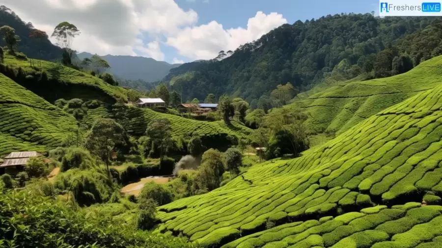 Best Places to Visit in Cameron Highlands - Top 10 Tourists Destinations