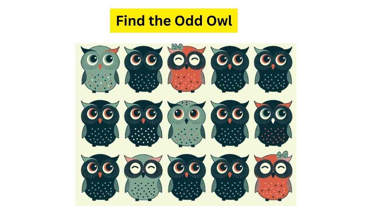 Do you see an odd owl here?
