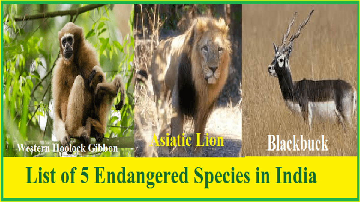 List of Endangered Species in India