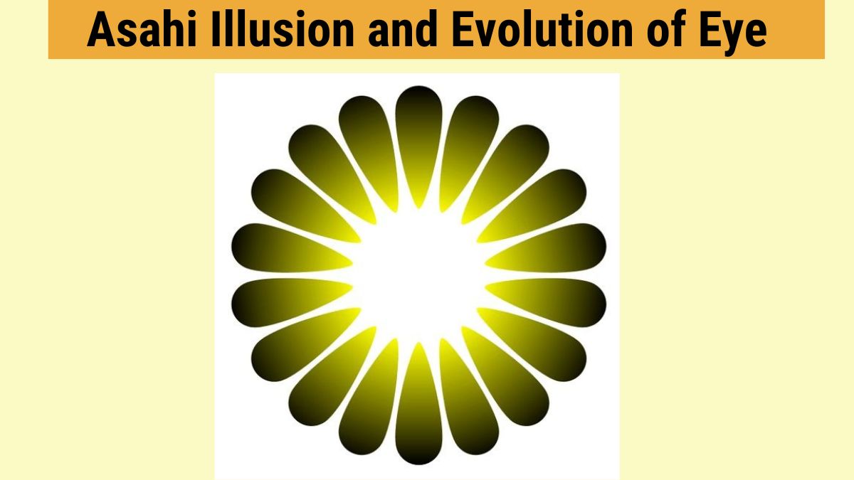 Asahi Illusion and Evolution of Eye