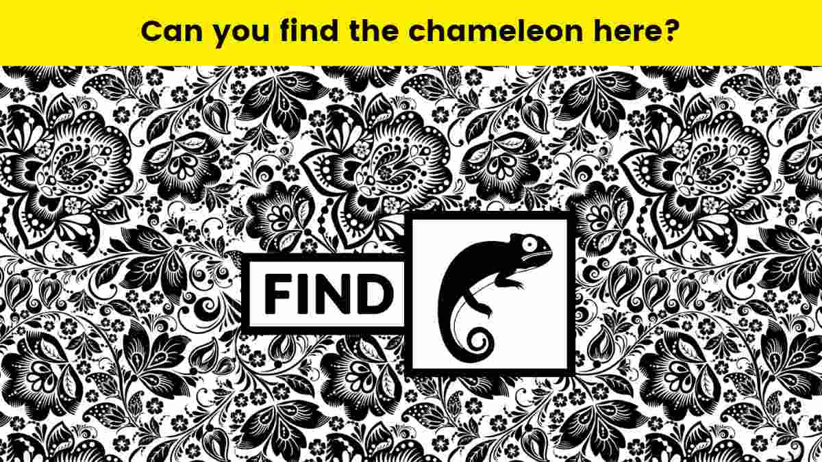 Can you find the chameleon?