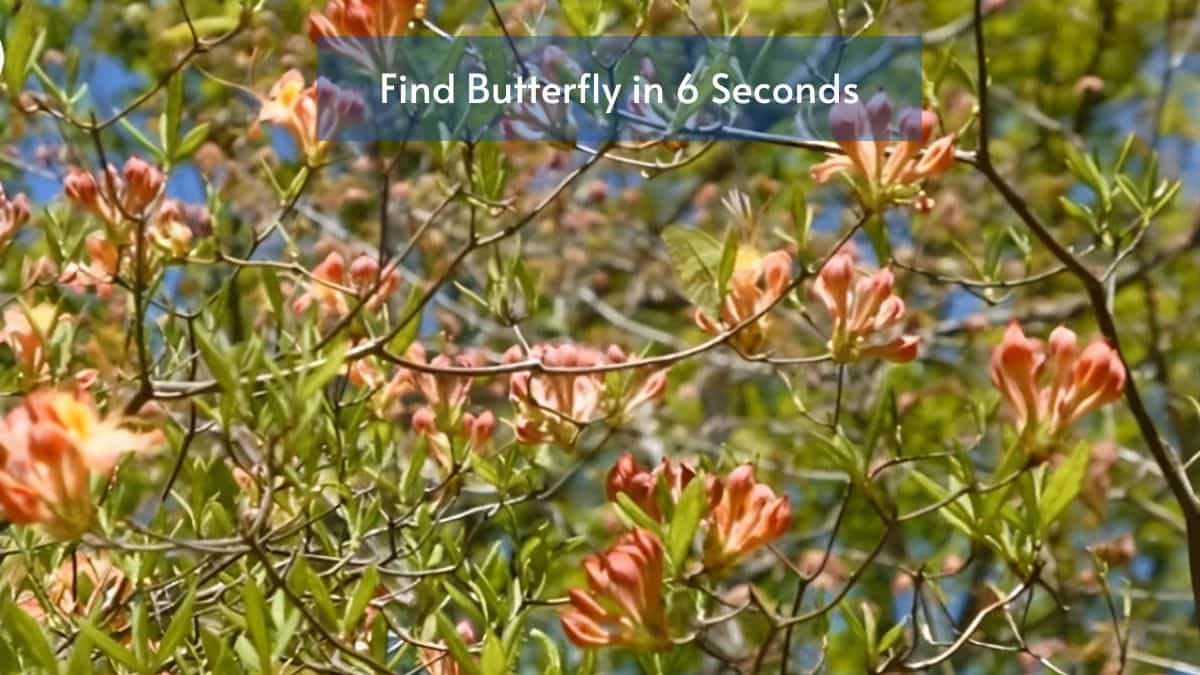 Find Butterfly in 6 Seconds