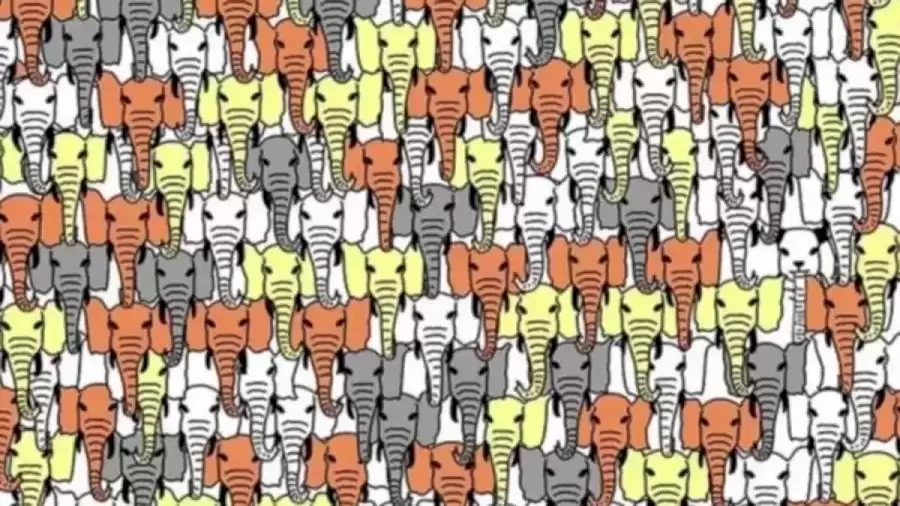 Hidden Panda Optical Illusion: Can You Find The Panda Among The Elephants Within 12 Seconds?
