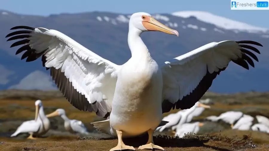 Largest Flying Birds in the World - Top 10 with Wingspan