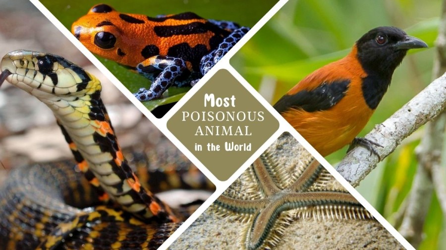 Most Poisonous Animal in the World: Deadly Venom! [Top 10]