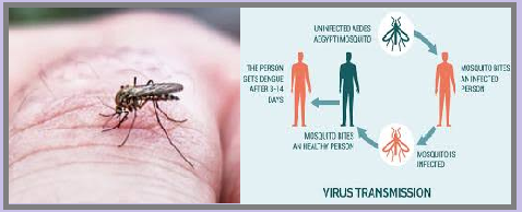 What is Dengue Fever?