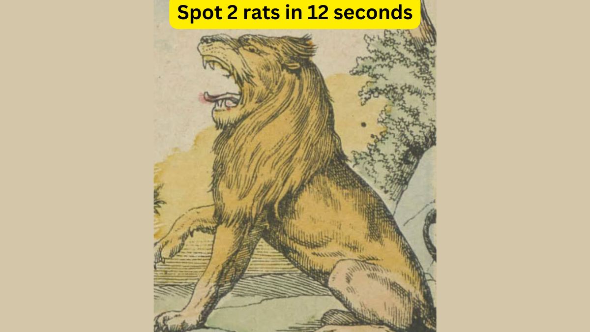 Optical Illusion- Spot 2 rats hiding from the lion within 12 seconds