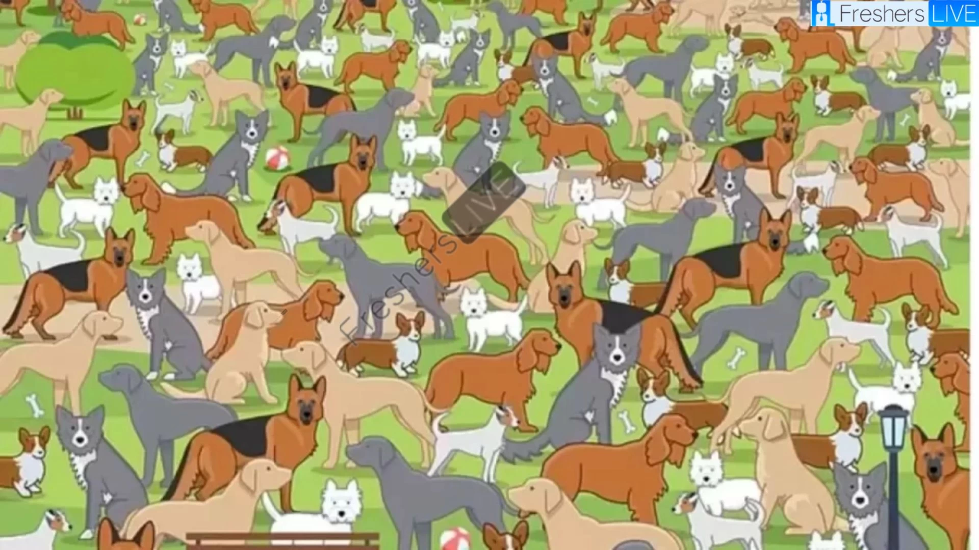 Only 4k Vision People Can Spot The Puppy Hidden Among The Adult Dogs?