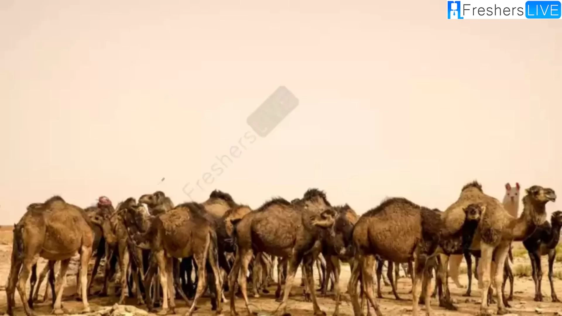 Only A Human With 360 Vision Can Spot The Flame Between These Camels In This Picture?
