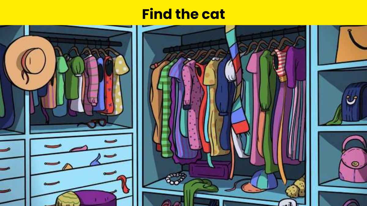 Find the cat in 5 seconds