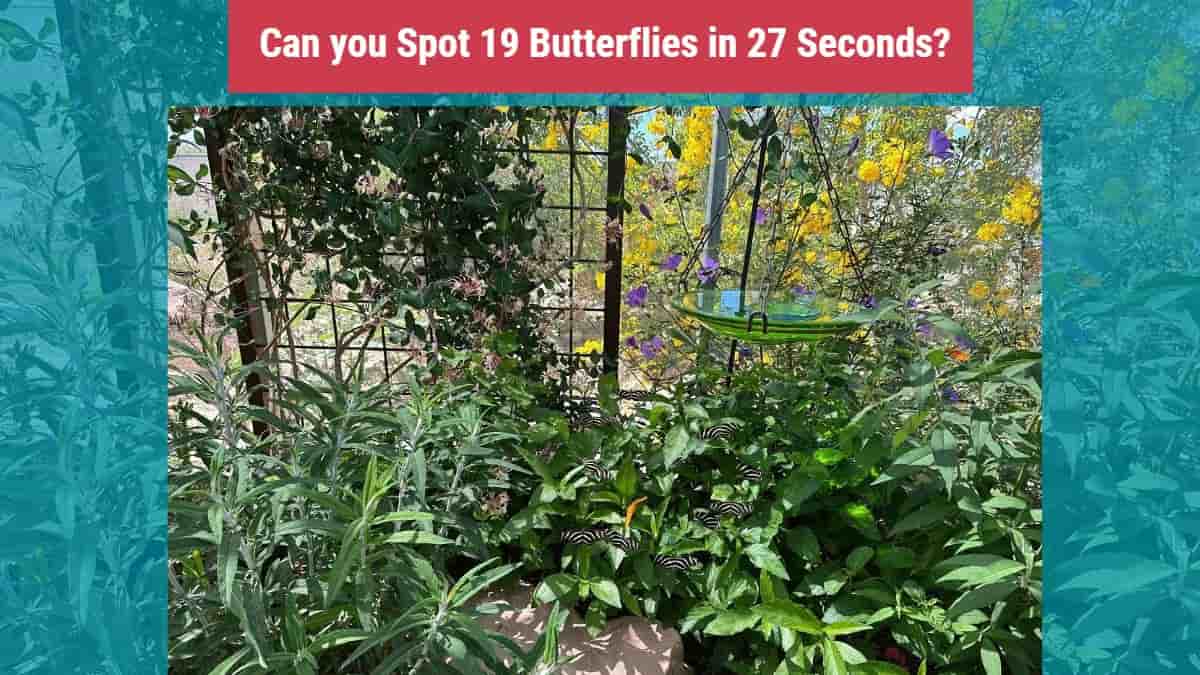 Can you spot 19 butterflies in 27 seconds?