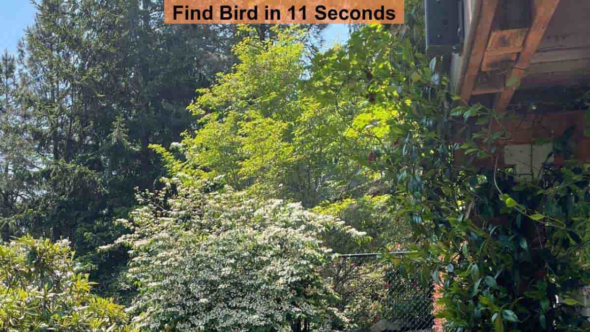 Optical Illusion: Find Bird in the Garden in 11 Seconds