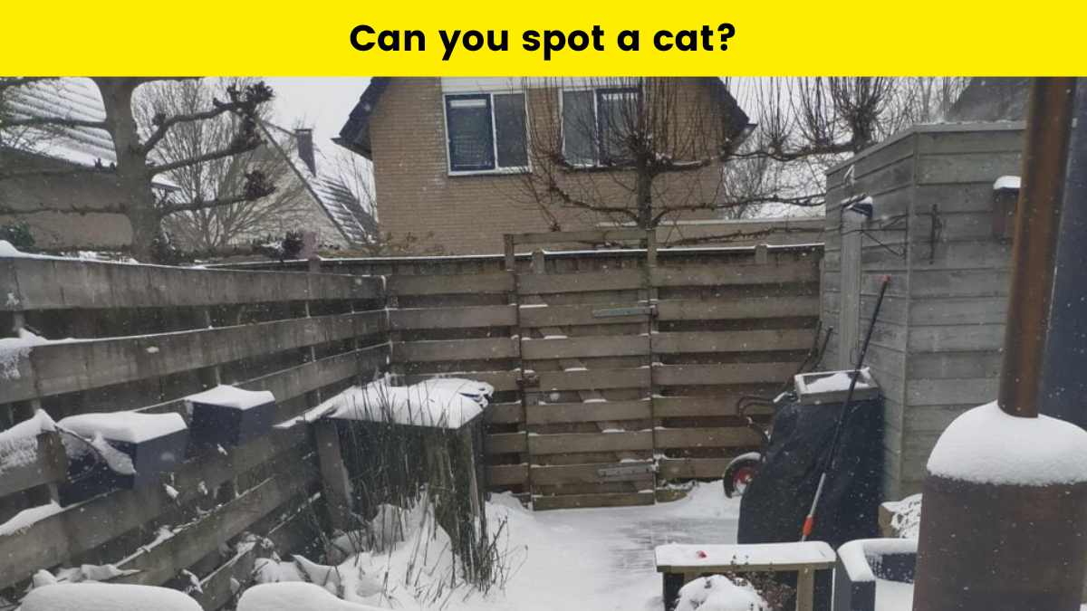 Optical Illusion: Can you spot the cat in the backyard within 5 seconds?