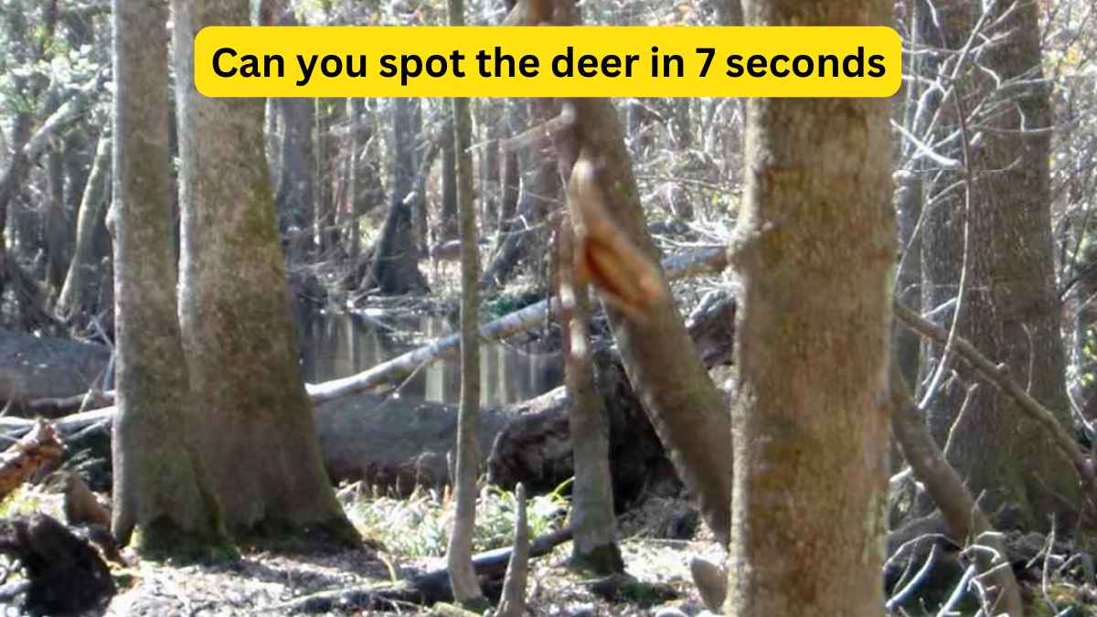 Optical Illusion Challenge: Spot the deer in the woods in 7 seconds