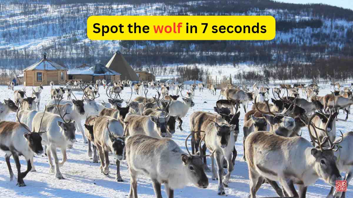 Optical Illusion - Spot the wolf among the reindeers in 7 seconds