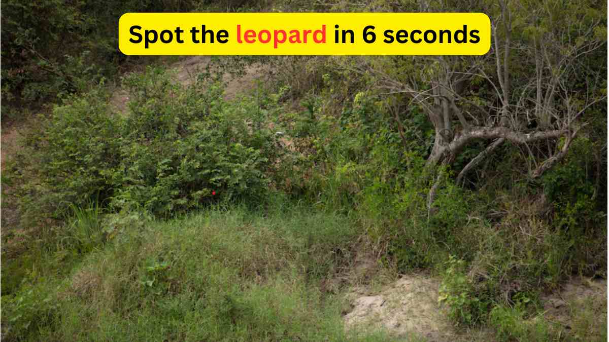 Optical Illusion - Spot the leopard on the hill in 6 seconds