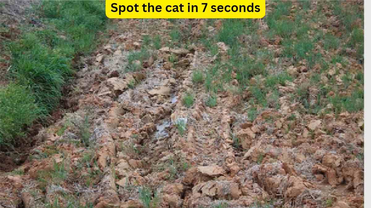 Optical Illusion Observation Test: Can you spot the Cat in the grass in 7 seconds?