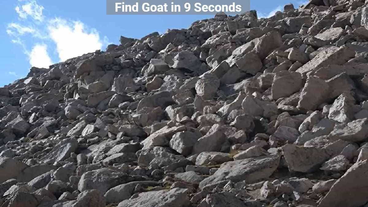 Optical Illusion - Find Goat in Rocks in 9 Seconds