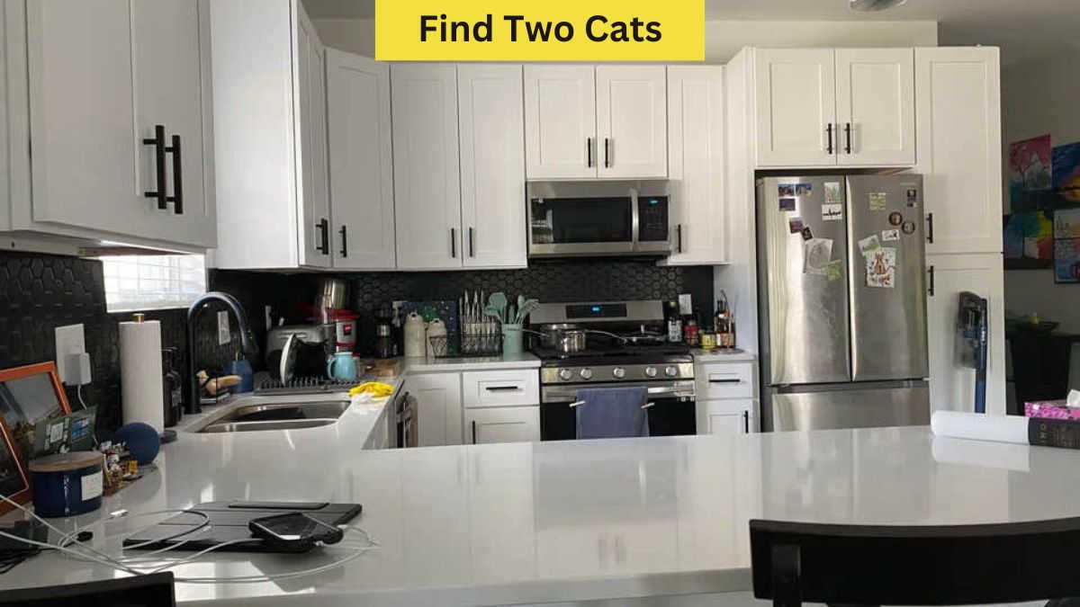 Find Two Hidden Cats in 9 Seconds