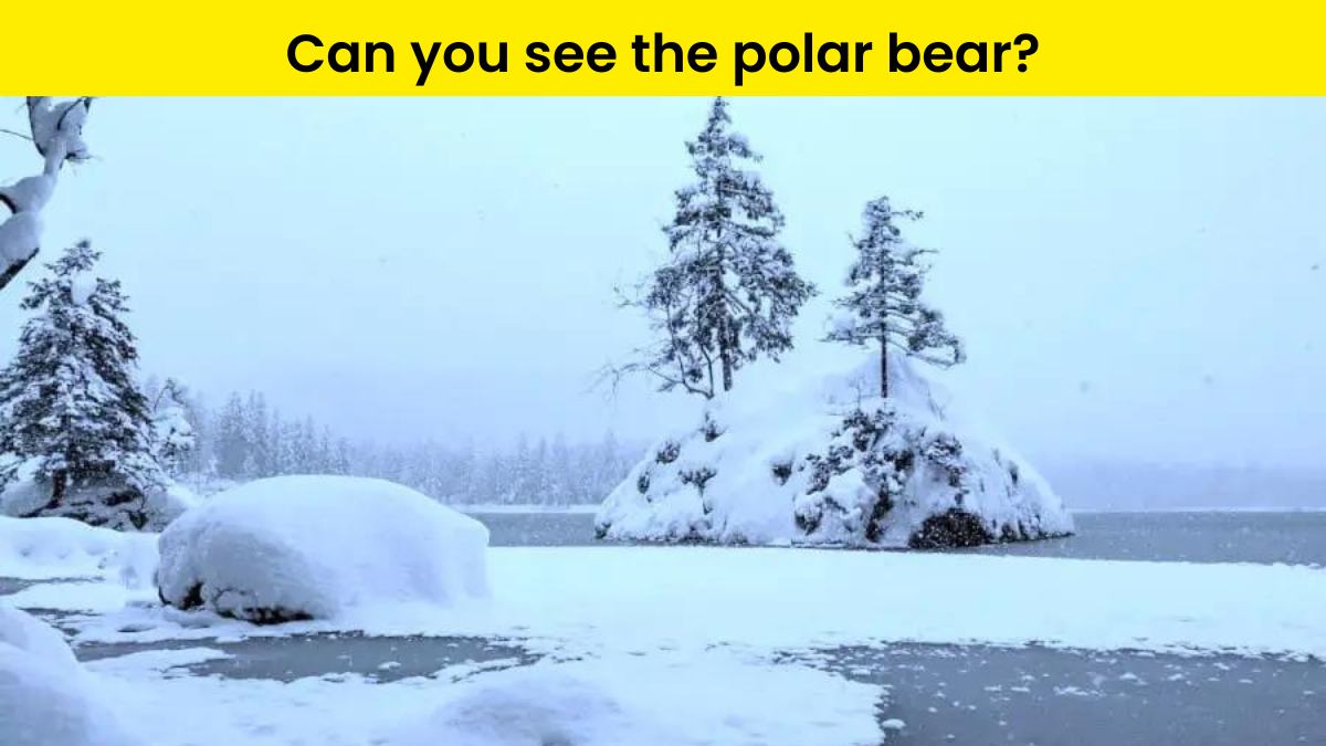 Spot the polar bear