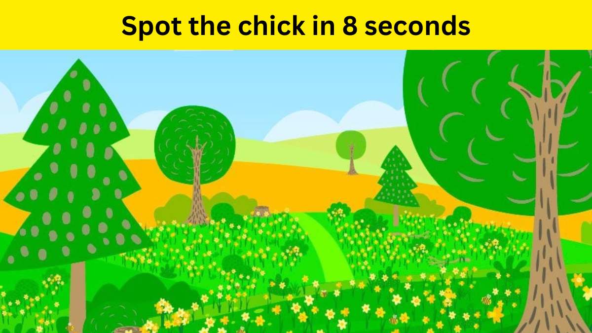 Seek and Find - Spot the baby chick in 8 seconds