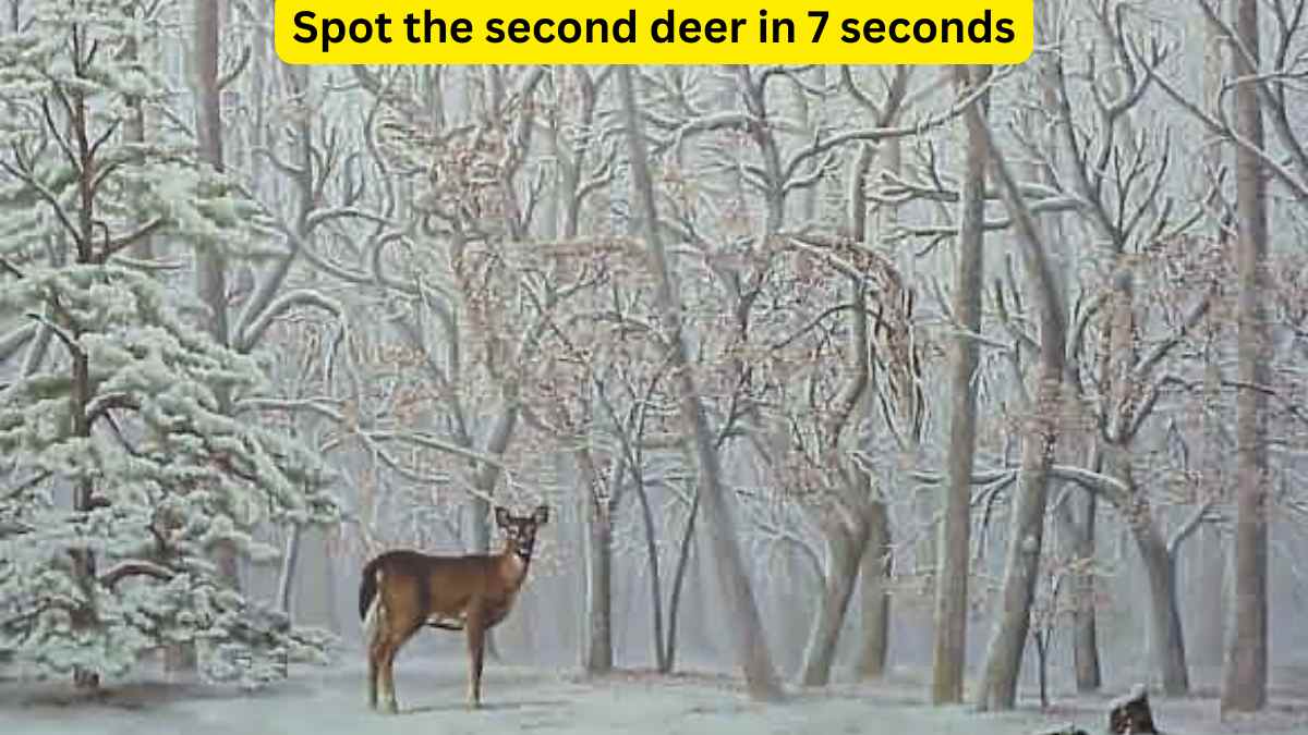 Seek and Find - Spot the 2nd deer in 7 seconds