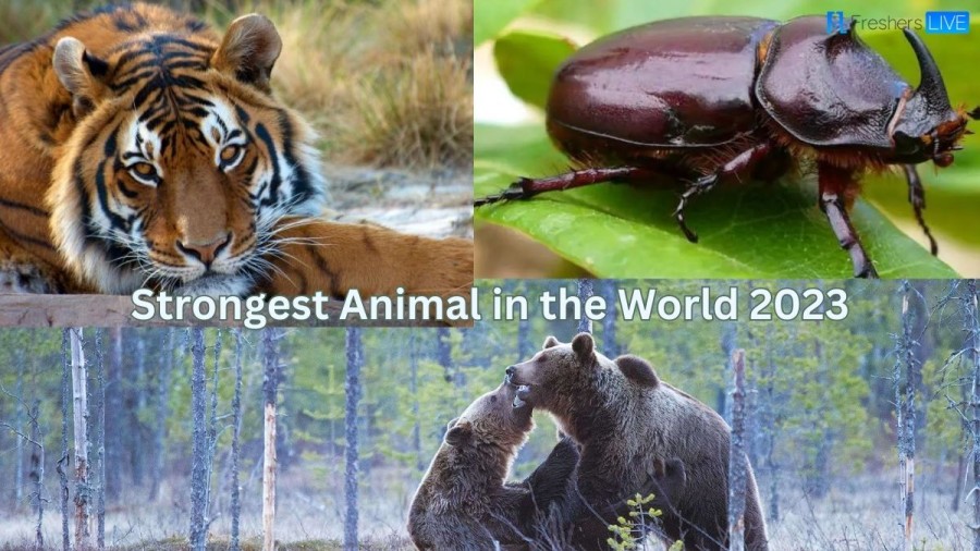Strongest Animal in the World 2023 - Top 10 Absolute Power