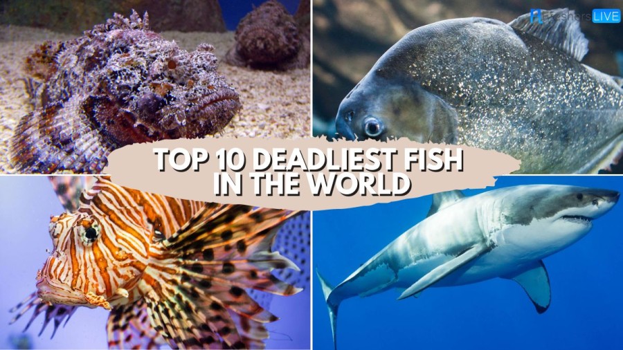 Top 10 Deadliest Fish In The World [2023] You Should be Very Careful