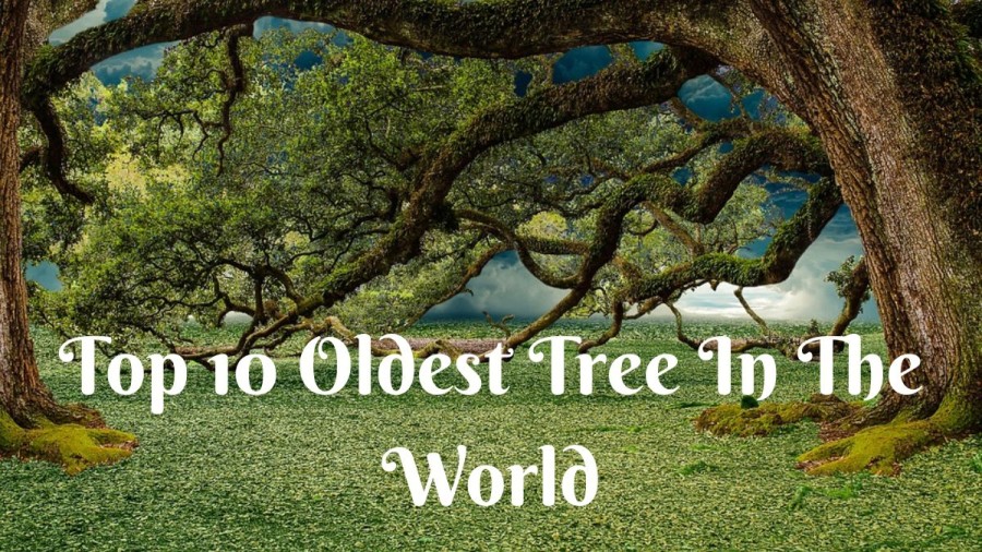 Top 10 Oldest Tree in the World 2023 - Ranked [with Age]