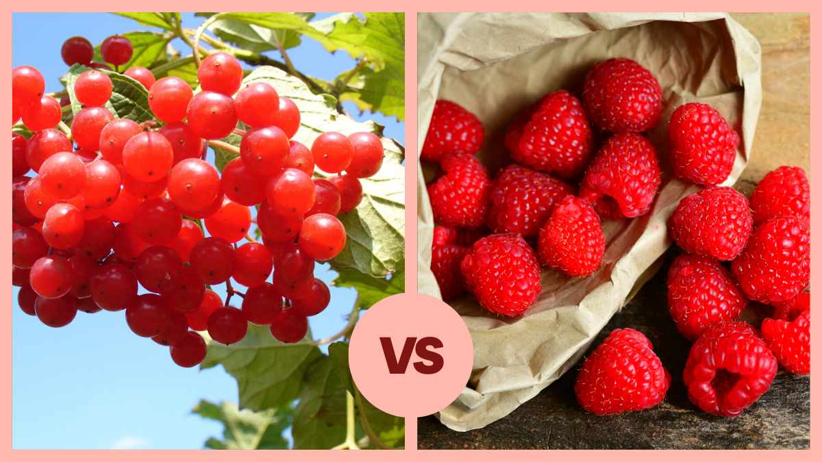 Cranberry vs Raspberry