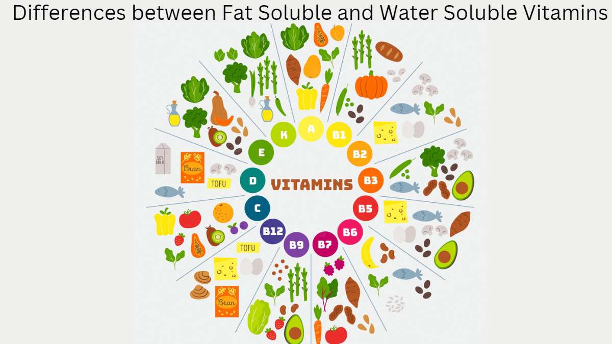 Difference between Fat-Soluble and Water-Soluble Vitamins