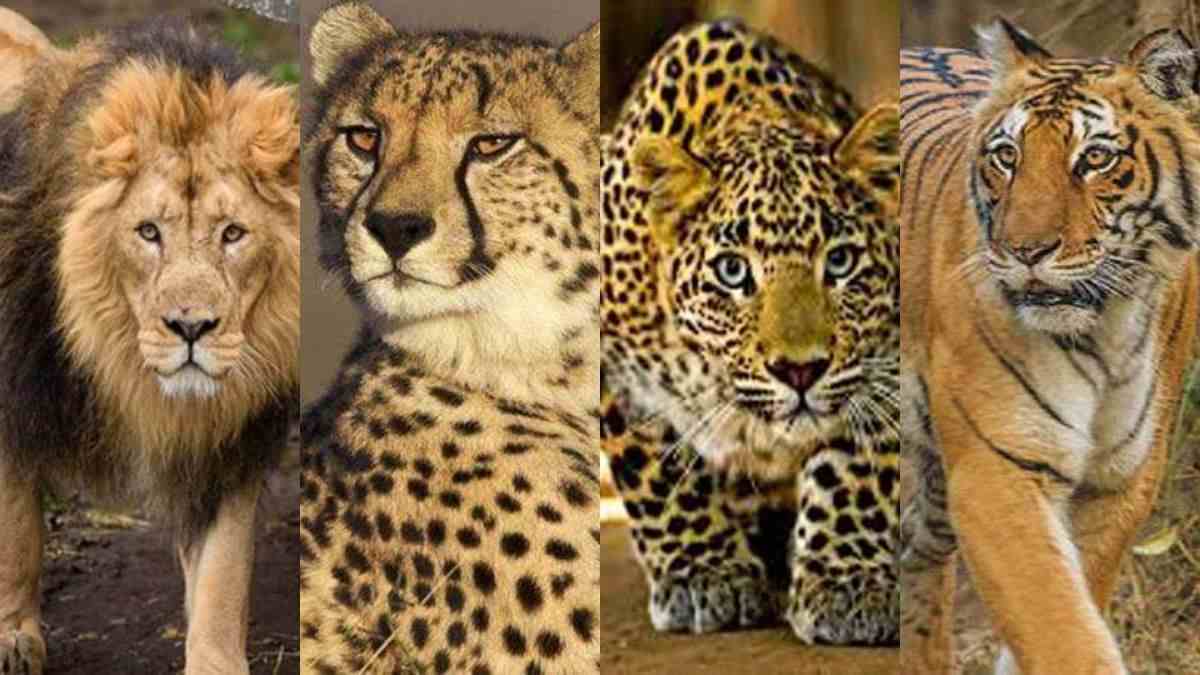 Differences between Cheetah, Lion, Tiger and Leopard