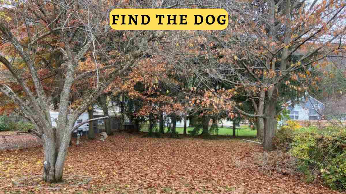 Optical Illusion Challenge: Find the Dog in 15 seconds