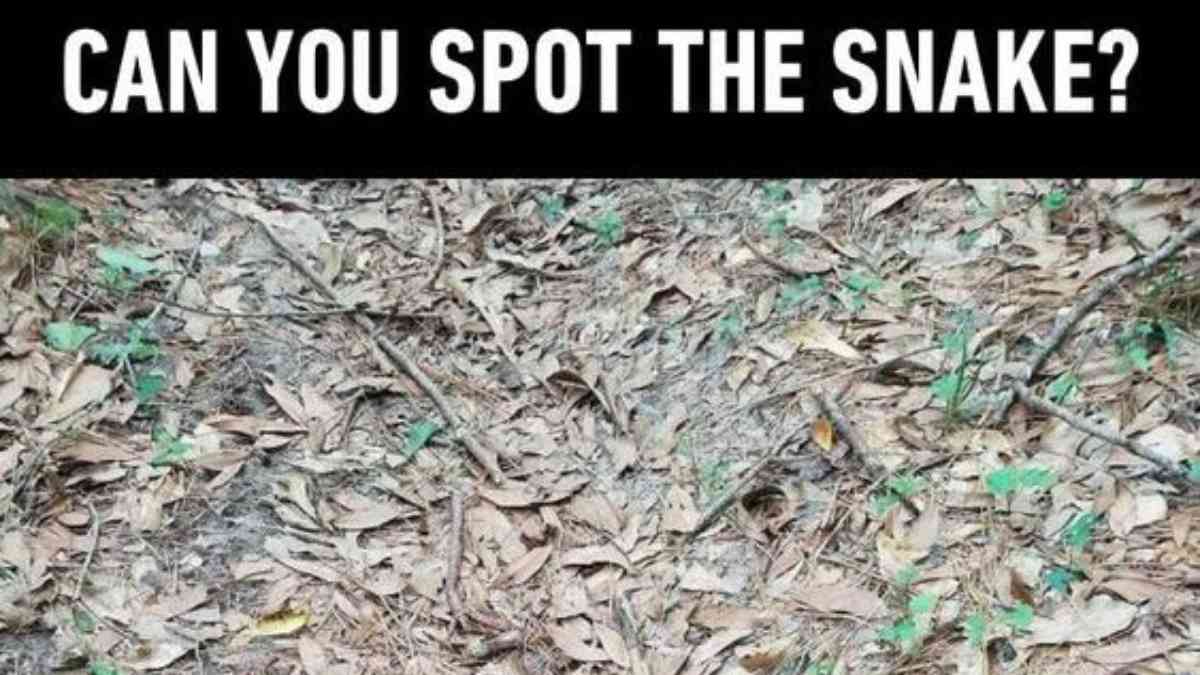 Optical Illusion Challenge - Find the snake in 10 seconds