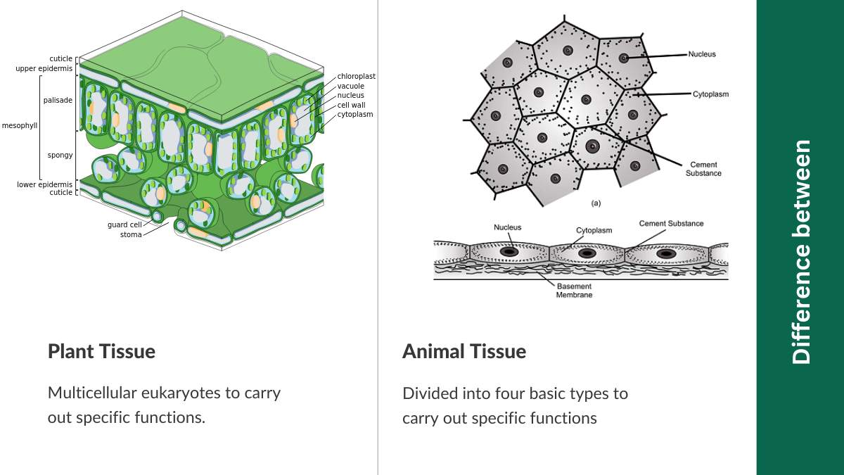 Difference Between Plant Tissue And Animal Tissue