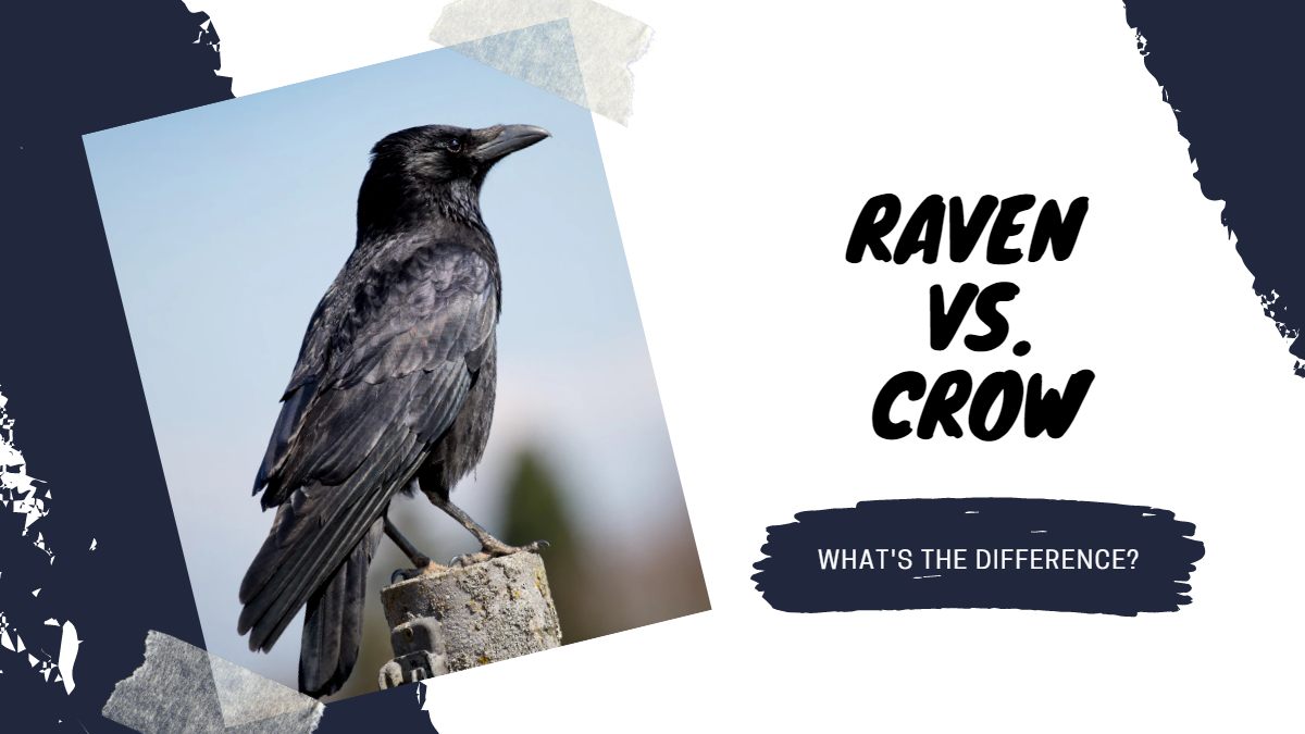 What Is The Difference Between Raven And Crow?