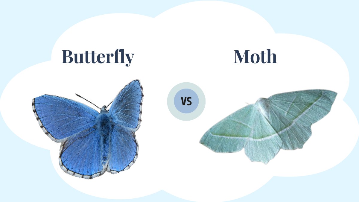 What Is the Difference Between a Butterfly and a Moth?