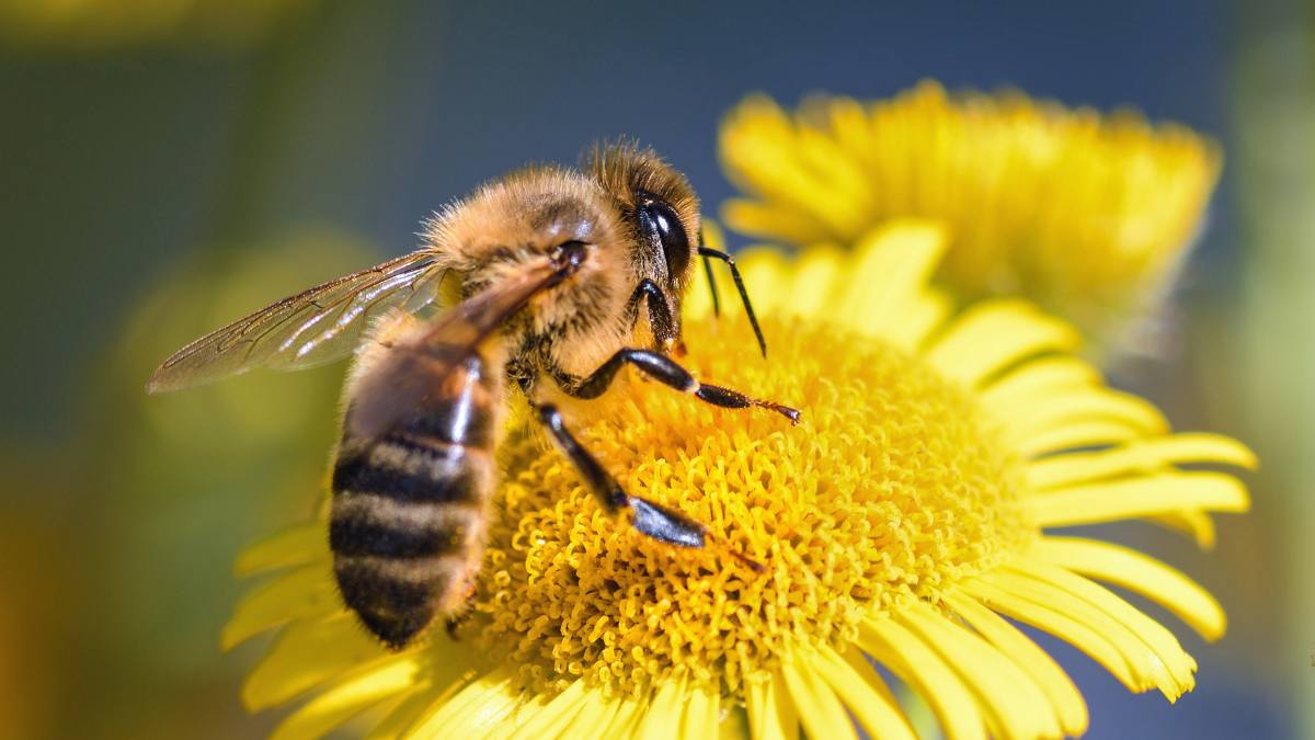 What is the difference between Bees and Wasps?