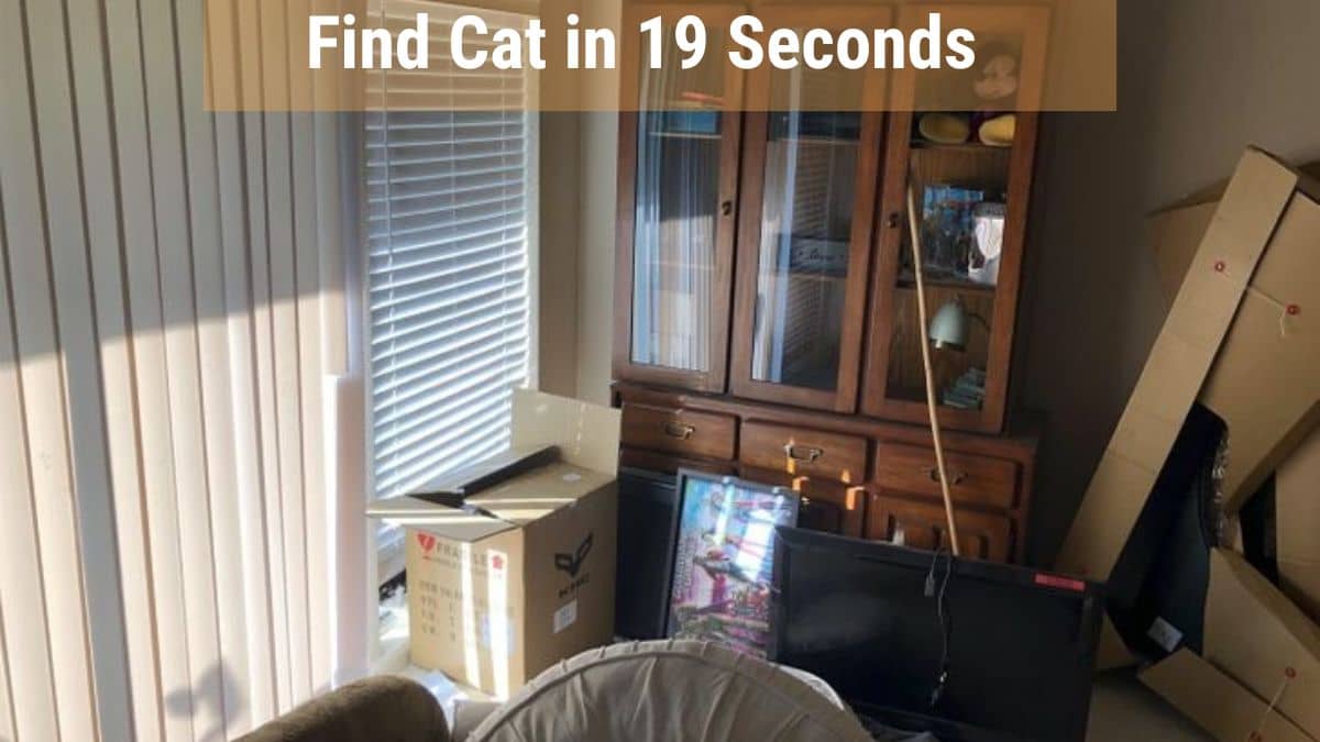 Find Cat in 19 Seconds