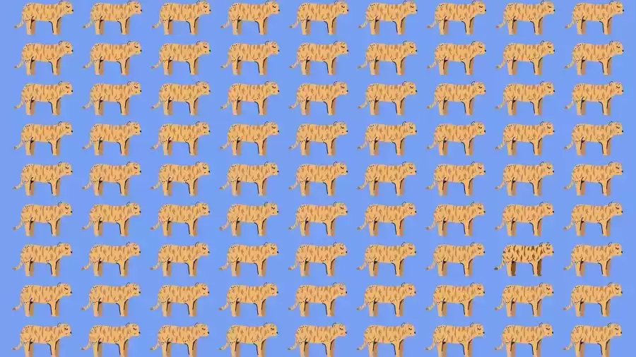 Optical Illusion Challenge: If you have Eagle Eyes find the Odd Tiger in 15 Seconds