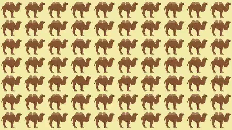 Optical Illusion Brain Test: If you have Eagle Eyes find the Odd Camel in 8 Seconds