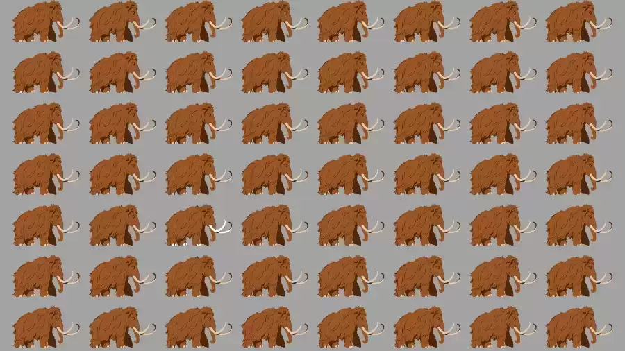 Optical Illusion Challenge: If you have Eagle Eyes find the Odd Mammuthus in 15 Seconds