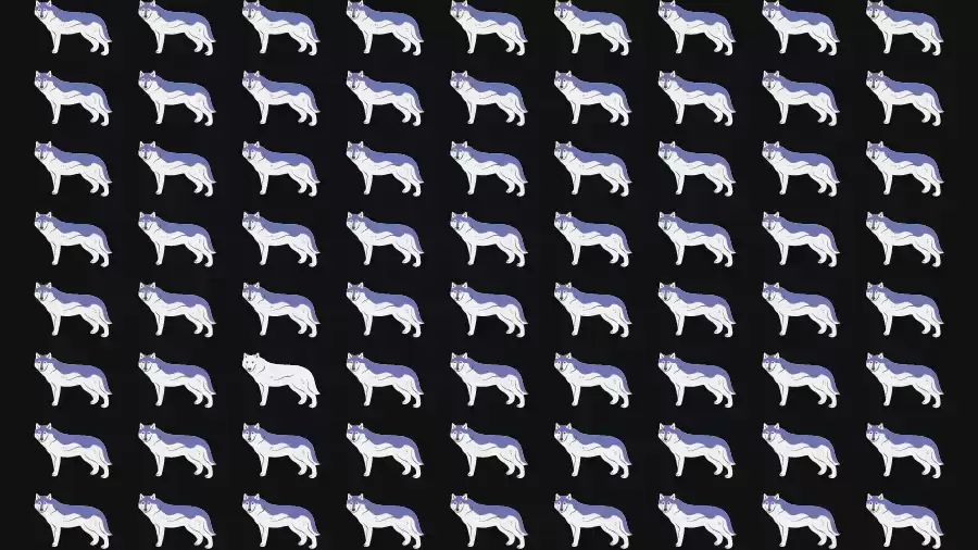 Observation Skill Test: Can you find the Odd Wolf in 10 Seconds?